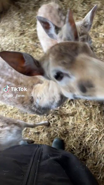 Daily dose of cuteness #deer #fawn #deertok #adorable #deertiktok #blueberry #cuteanimals #silly