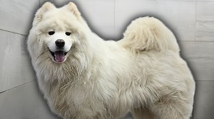 Samoyed dog barely escapes groomer alive | Girl With The Dogs