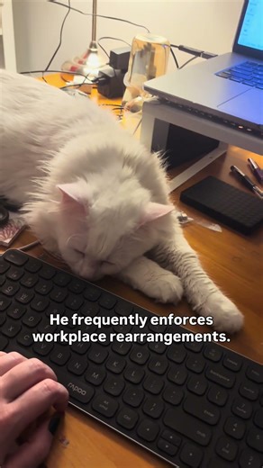 Good employees are hard to find! #catshorts #cat #funnyanimals #petshorts #cutecats #whitecat