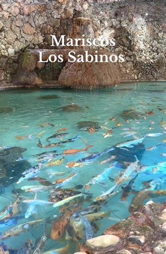 Mariscos “Los Sabinos” on TikTok