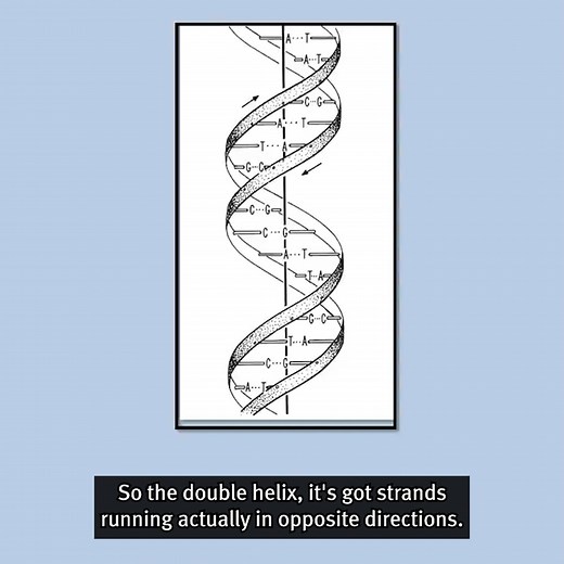 We're all familiar with the double helix of DNA. But what does it do? 🧬 Gareth Williams guided us through this unique shape and its properties. Watch the full talk on the history of DNA: youtube.com/watch?v=_w2453iom9s | Royal Institution of Great Britain