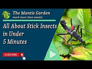 All About Stick Insects in under 5 minutes