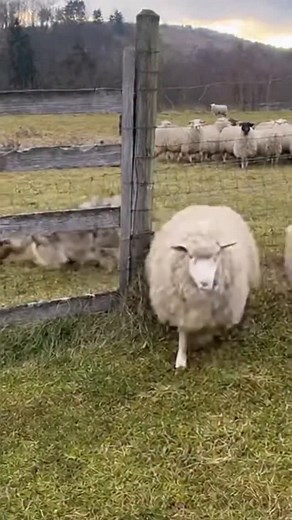 6.4K views · 1.4K reactions | When the Wild Breaks In — A Wolf’s Split-Second Attack!” #WolfVsSheep #PredatorInAction #NatureUnscripted FarmLifeReality WildSurvival NatureDocumentary AnimalInstincts UntamedPlanet RawWildlife ProtectTheFlock | Wow Animal Facts | Facebook