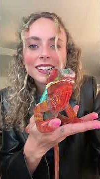 It wouldn’t be lunch time for Sprinks without the drama! ✨ #pantherchameleon #chameleon #chameleon