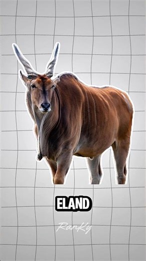 What’s an Eland? The World’s Biggest Antelope That Even Lions Fear! 🤯