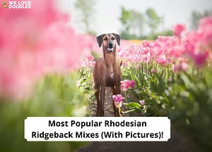 9 Most Popular Rhodesian Ridgeback Mixes! - We Love Doodles