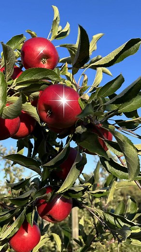 RubyFrost apples have been harvested and are heading to stores! Have you ever seen apple trees this pretty??   #RubyFrostApples #AppleHarvest | RubyFrost Apples | Facebook