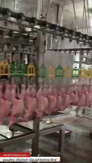 automatic chicken slaughtering and processing line