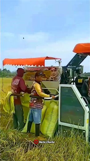Panen Padi MT 1 - 2026 | Lahan Ngetrap..!! #Shorts