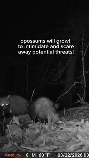 Opossum ATTACKS a Raccoon?!?