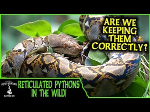 RETICULATED PYTHONS IN THE WILD! (are we keeping them correctly?) - Adventures in THAILAND (2020)