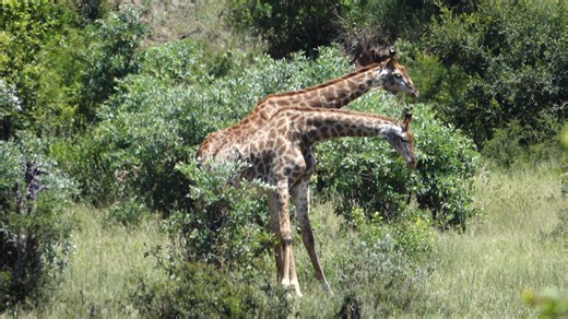Watch as this Giraffe is humbled in Kruger National Park, South Africa. #animals #safari #nature #wildlife #amazing | Wildest Kruger Sightings