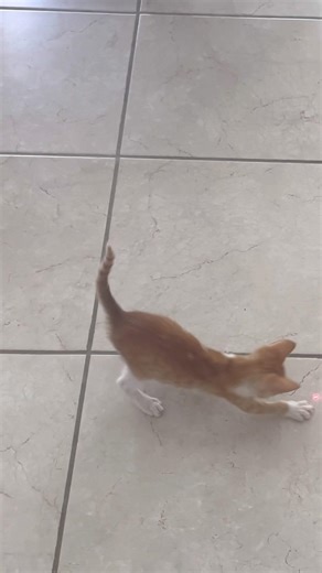 Cat playing with laser pointer #cat #catshorts