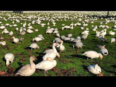 Walking Among Snow Geese