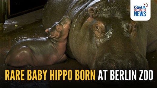 31K views · 471 reactions | A baby hippopotamus was born at the...
