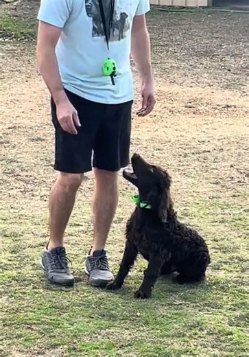 Off-Leash Dog Training with Hunter at Holt's Academy