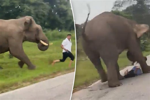 Wild elephant tramples tourist, stripping off his pants, after ignorant selfie attempt