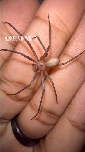 Handling a Brown Recluse!!