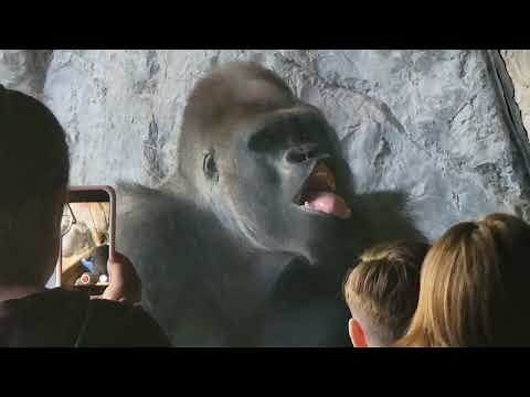 Gorillas Performed Incredible Sign Language 🤯