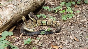 Tennessee man captures state's most-dangerous snakes 'dancing' in likely mating ritual