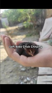 Baby Chick Chirping In Village 🐥| Relaxing Nature Sound #Shorts