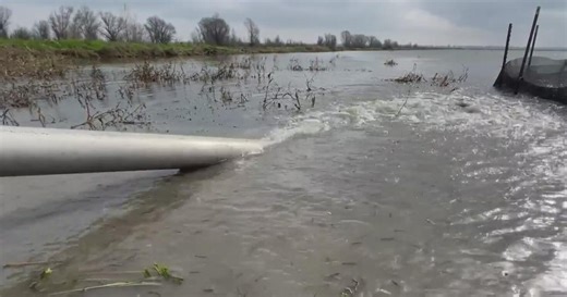 How flooded rice fields in California's Central Valley can help salmon populations recover