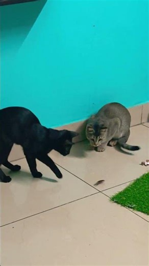 Naughty Hunter Cat 🪳😼Tiny Predator vs Cockroach 😹 🐾🪳Curious Cat Meets #Playtime Turns Into Hunt Time