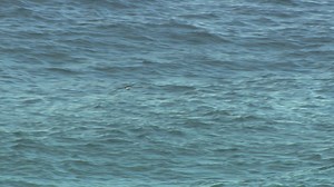 ML485904 - Laysan Albatross - Macaulay Library