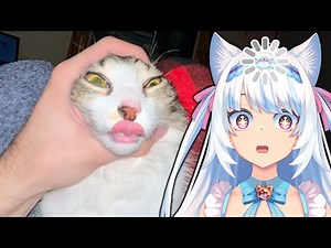 Cats with no brain activity | Milky Mew reacts to Cat Memes