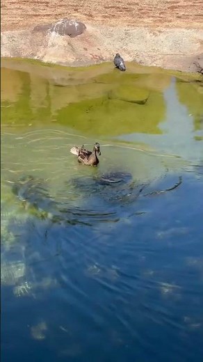 A baby duck gets eaten by a bass. #topwater #babyduck #basseatsduck #thatguyskimpy #bassfishing