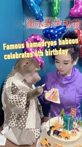 44K views · 773 reactions | A smart hamadryas baboon in China's Hebei can "communicate" with its keeper effortlessly. The baboon has gained wide attention on social media livestreams. #funny #cute #animal #China #viral | China Xinhua News | Facebook