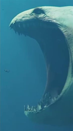 the bloop vs colossal whale