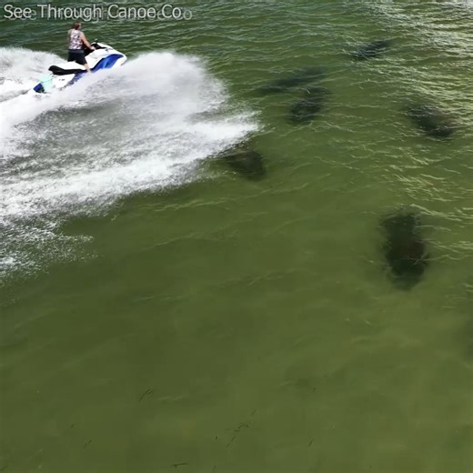 Manatees at Shell Key Island by Fort DeSoto getting blasted over by jet skiers. Just as many manatees die each year from internal injuries caused by high speed impacts with jet skis and boat hulls as from propeller injuries. Manatees can't dive to avoid boats and jet skis when they're in shallow water. #nature #animals #wildlife #ocean #florida #manatees #shellkey | See Through Canoe