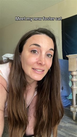 Socializing Archie: My New Foster Cat Journey