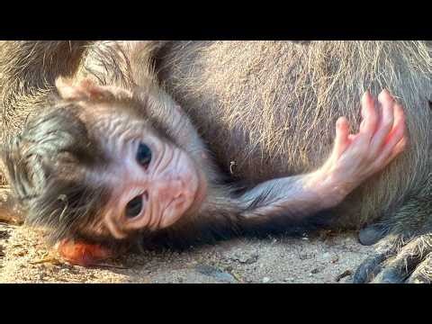 Newborn baby monkey Dimitri demonstrating new styles