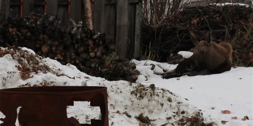 Injured moose struggles in south Anchorage yard while neighbors look for help
