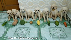 4.9M views · 161K reactions | Sự thay đổi qua từng ngày của cún con từ lúc mới sinh đến 70 ngày tuổi..❤❤ Tổng hợp những sự đáng yêu qua từng ngày của Chút Chít, xem đi xem lại mà nhớ chúng nó quá đi  | Củ Cải | Facebook