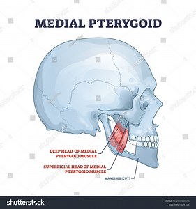 Medial Pterygoid Facial Muscle Masticatory Muscular Stock Vector (Royalty Free) 2138350195 | Shutterstock
