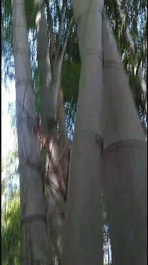 How to identify bamboo / Bushcraft skills #shorts / Outdoor / 真竹と孟宗竹の見分け方 / 和式ブッシュクラフト技術