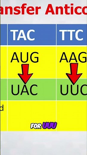 Decoding RNA: How Transfer RNA Matches Codons #shorts