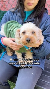 Some of the best things come in small packages, and these dog breeds are no exception. ❤️ Click our link in bio for everything you need to know about adopting a small-breed dog. | Adopt a Pet