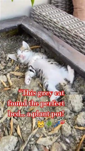 Grey Cat Sleeping in a Plant Pot 😺🌿#funnycats