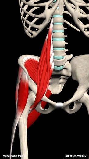 Muscle and Motion on Instagram: "The 2 Step Approach for Tight Hip Flexors Many trainees get tight hip flexors due to lifting. In this video we created with @squat_university , we want to suggest a way to address this issue. First ☝️, we will learn the correct stretch technique for the hip flexors. Then ✌️,we will present a strengthening exercise that might help release these muscles. Try these two on your next training sessions, it might give you the relief you need. Thanks for watching @muscle