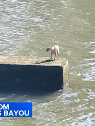 It took firefighters from two stations and a water rescue team member to pull a terrified chihuahua from Houston chilly waters on Friday morning. A passerby spotted the dog while walking in Houston Botanic Garden and alerted groundskeeper Fernando Vivanco, who called police. Vivanco said the dog was shaking as it stood on the base of a concrete support beam for a pedestrian bridge over the Sims Bayou. Vivanco told ABC Houston affiliate KTRK he'd seen alligators in that bayou before. He said a di