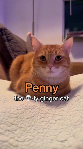 Understanding the House Cat's Unique Behavior