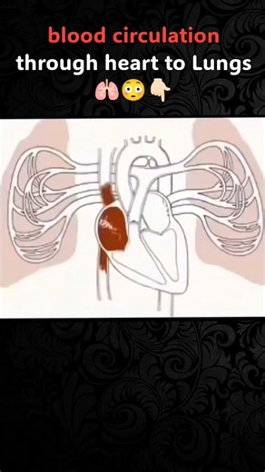 blood circulation through heart to lungs 🫁😳🫀