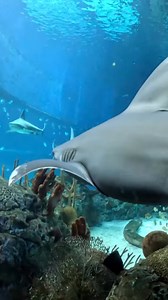 6.6K views · 129 reactions | 麗 Sharks have been around for 400...