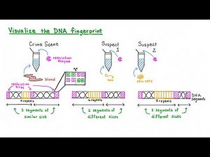Applications of DNA Fingerprinting
