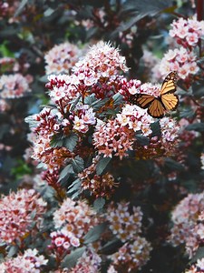 47 reactions · 3 comments | Shrubs and the city!  The compact Little...