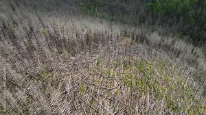 Aerial drone bird's eye view over forest along hilly slope destroyed by bark beetle infestation causing deforestation in Harz forest, Germany.